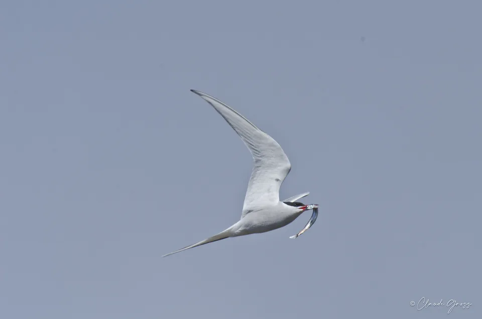 Sterne arctique