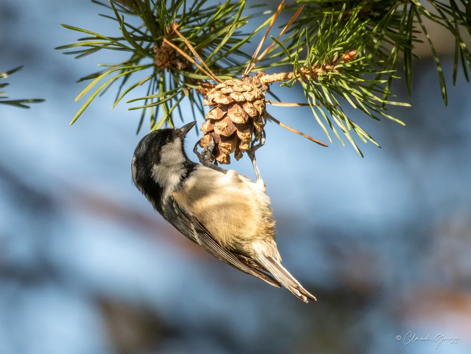 Mésange noire