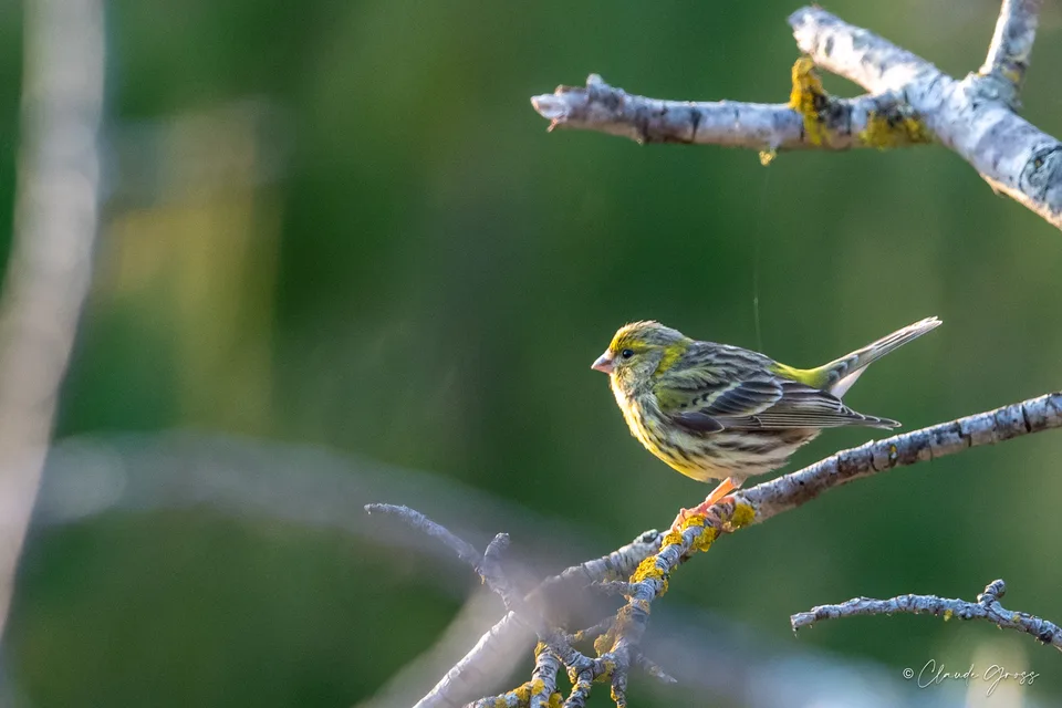 Serin cini