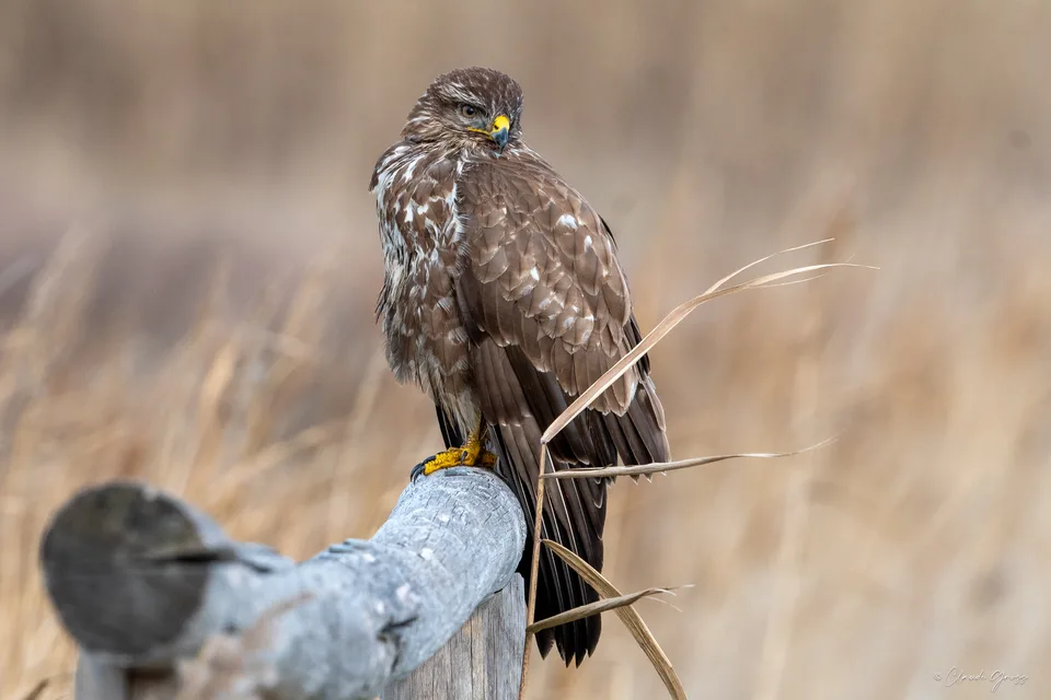 Buse variable