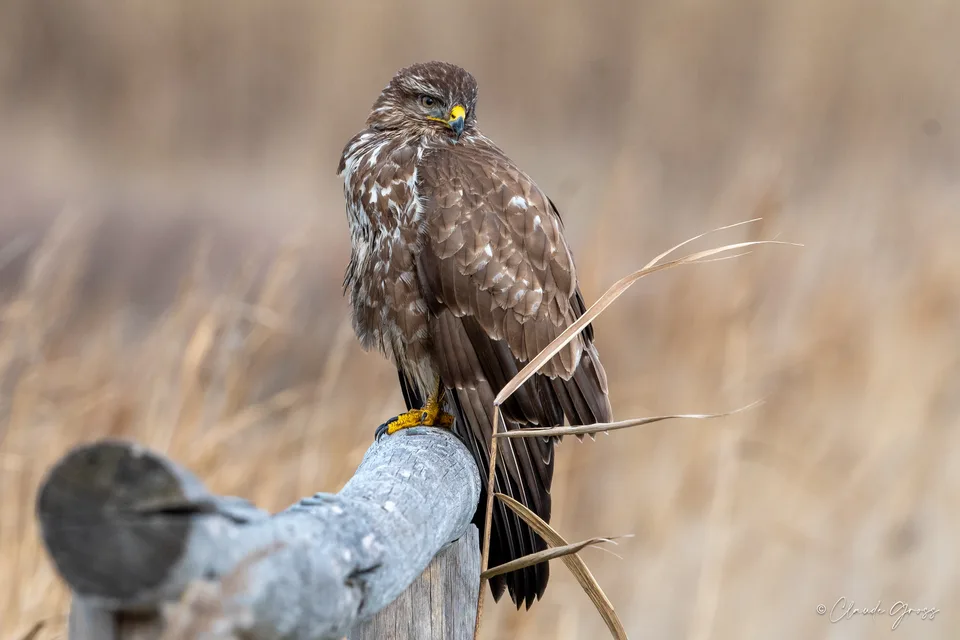 Buse variable