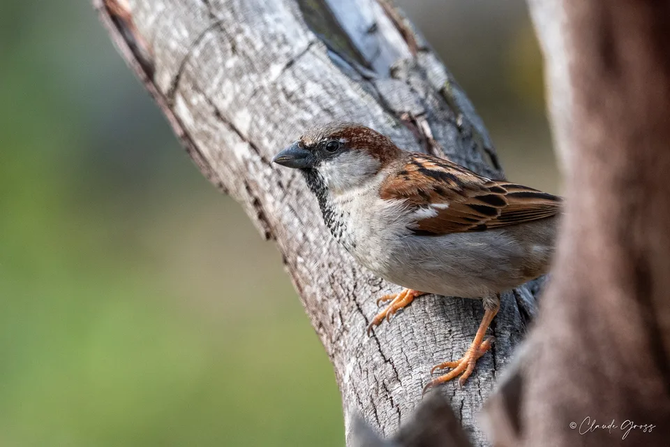 Moineau domestique