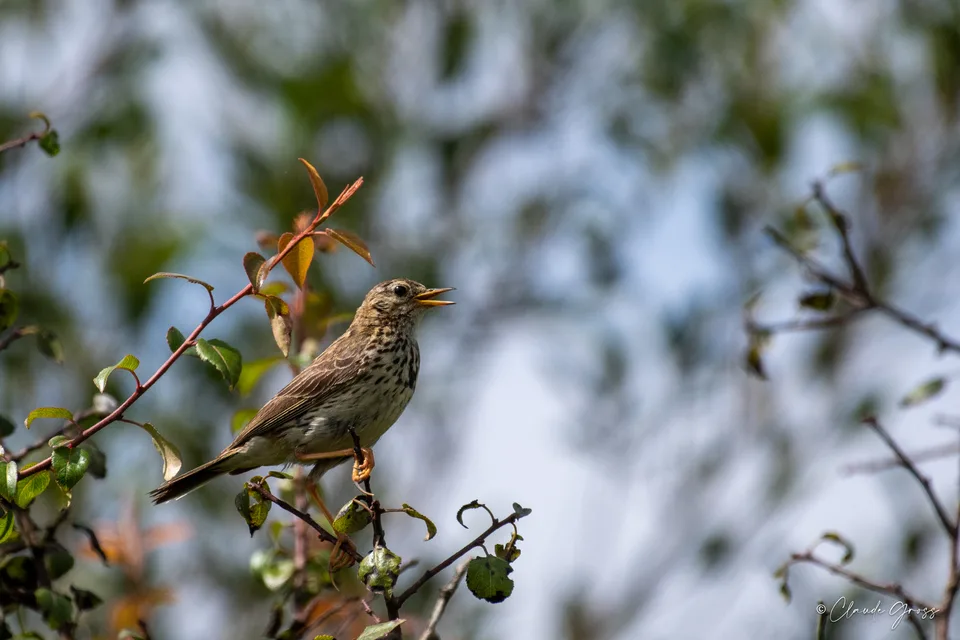 Pipit farlouse