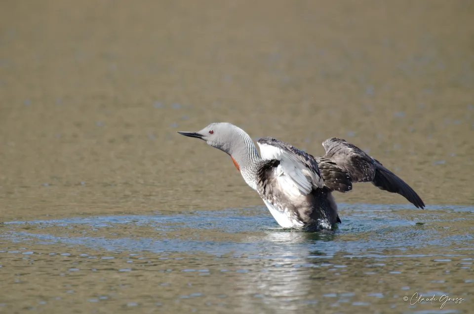 Plongeon catmarin