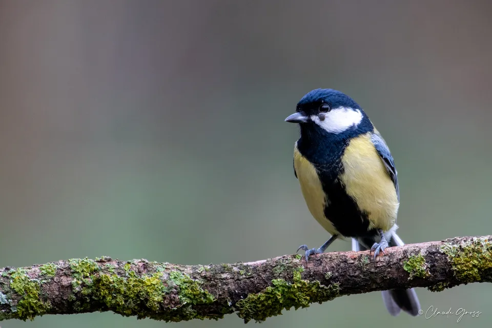 Mésange charbonnière