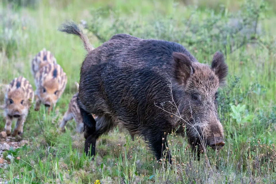 Sanglier