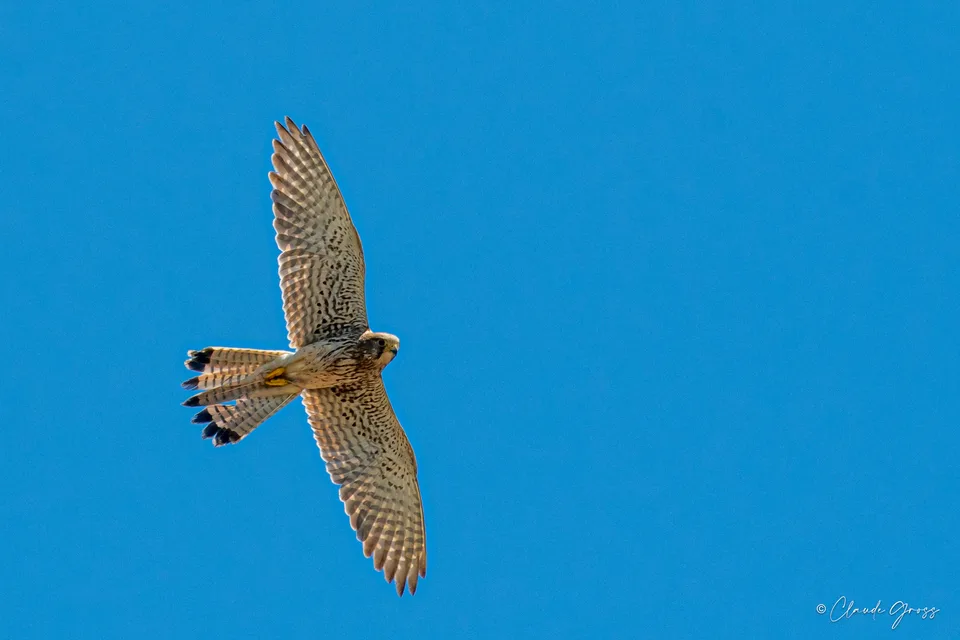 Faucon crécerelle