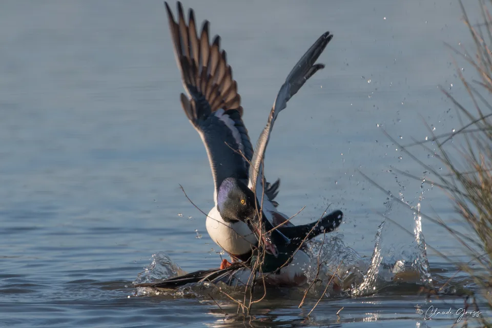 Canard souchet
