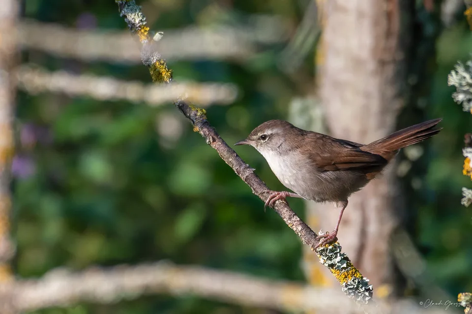 Bouscarle de Cetti