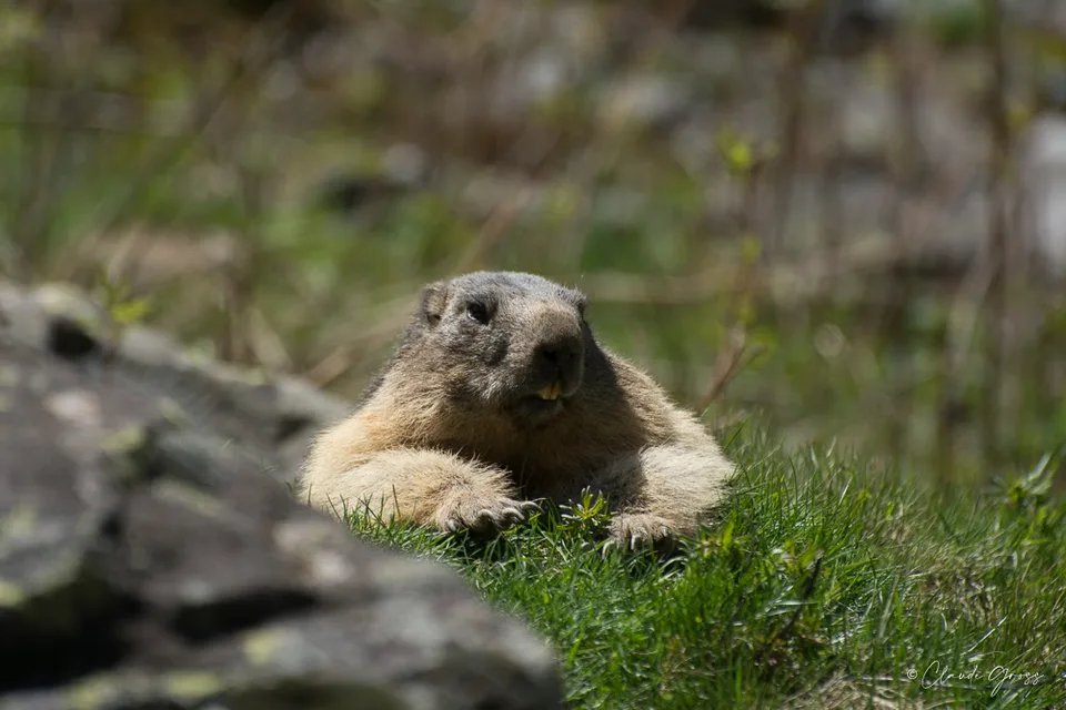 Marmotte