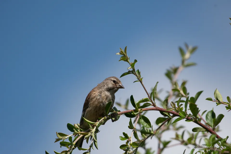 Linotte mélodieuse