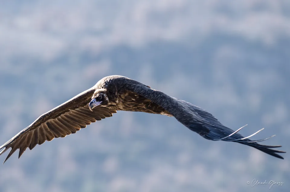 Vautour moine