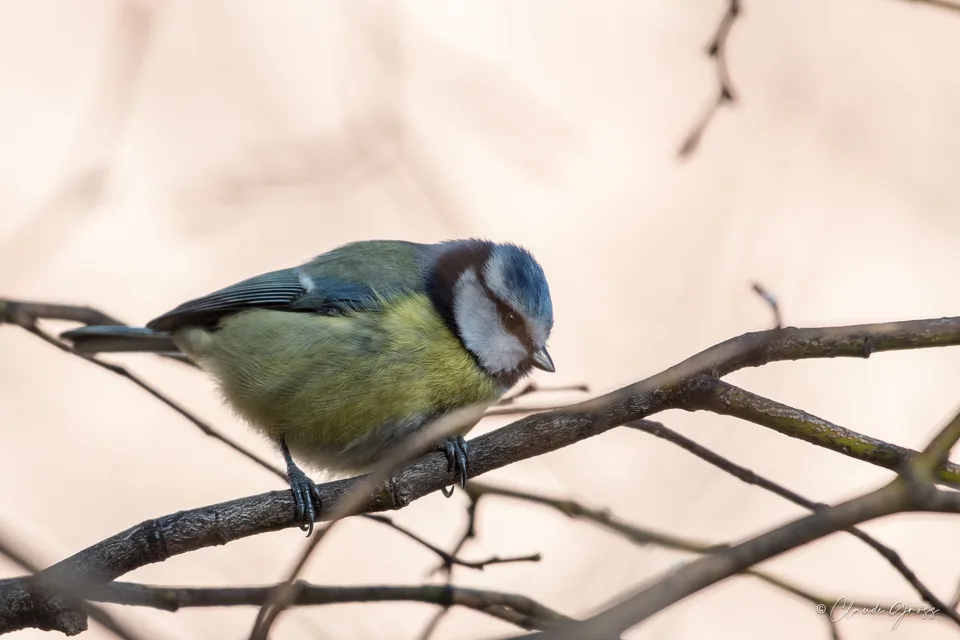 Mésange bleue