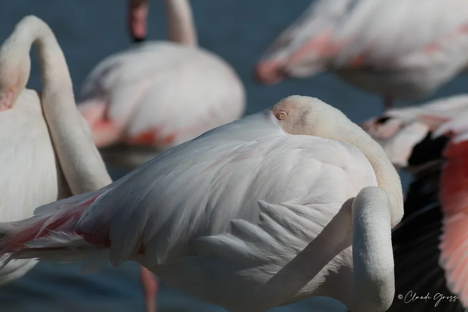 Flamant rose