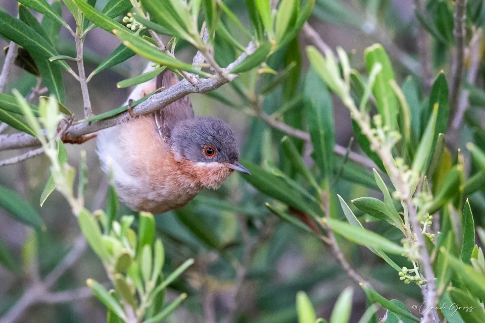 Fauvette passerinette