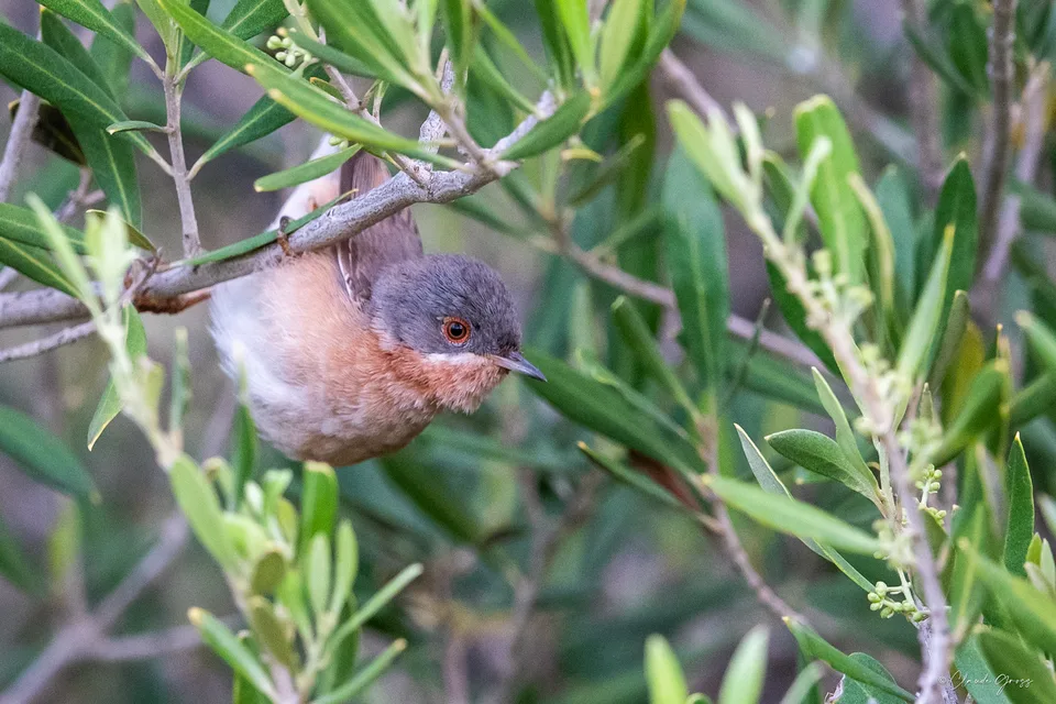 Fauvette passerinette