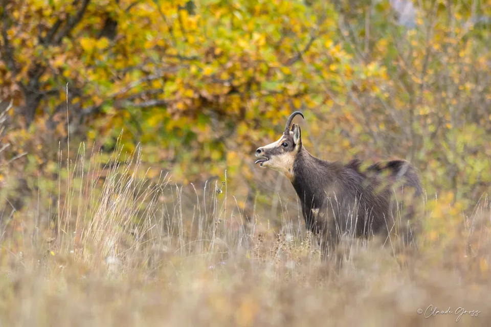 Chamois