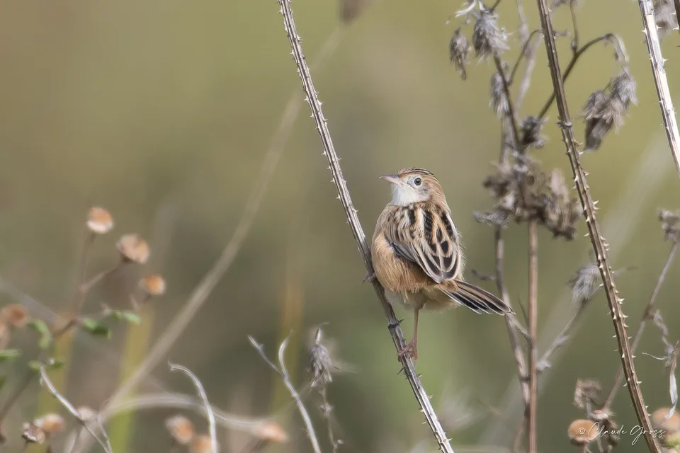 Cisticole des joncs