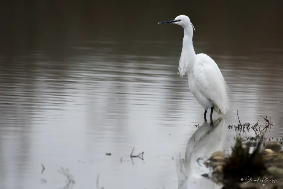 Aigrette garzette