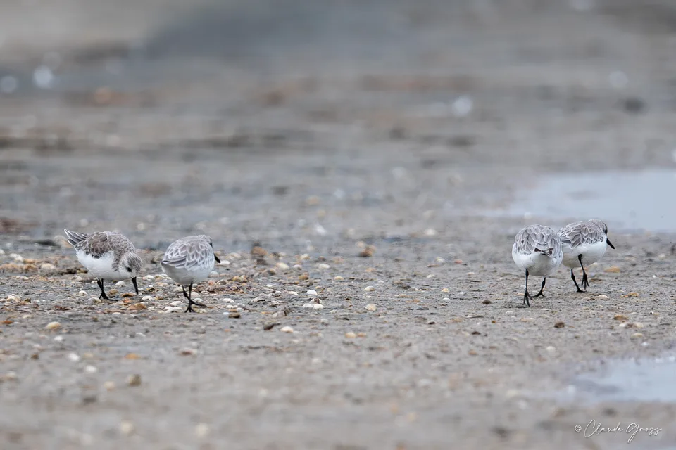 Bécasseau sanderling