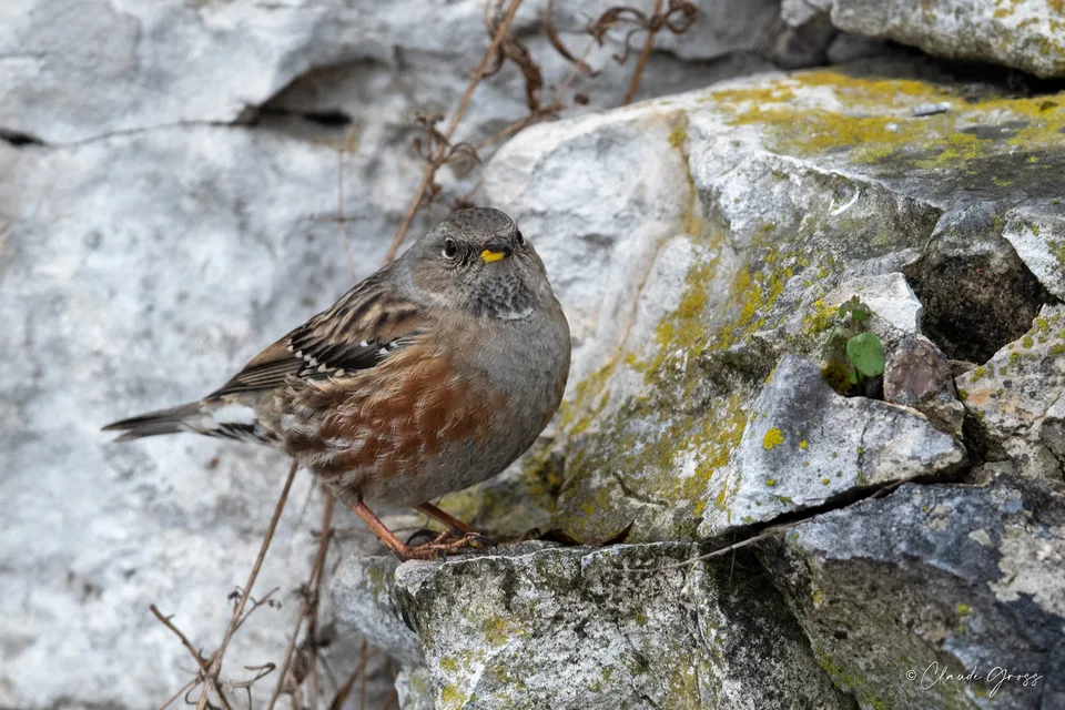 Accenteur alpin