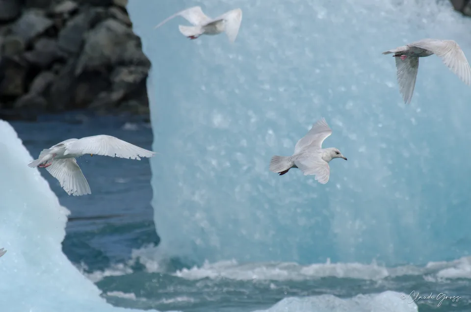 Goéland à ailes blanches