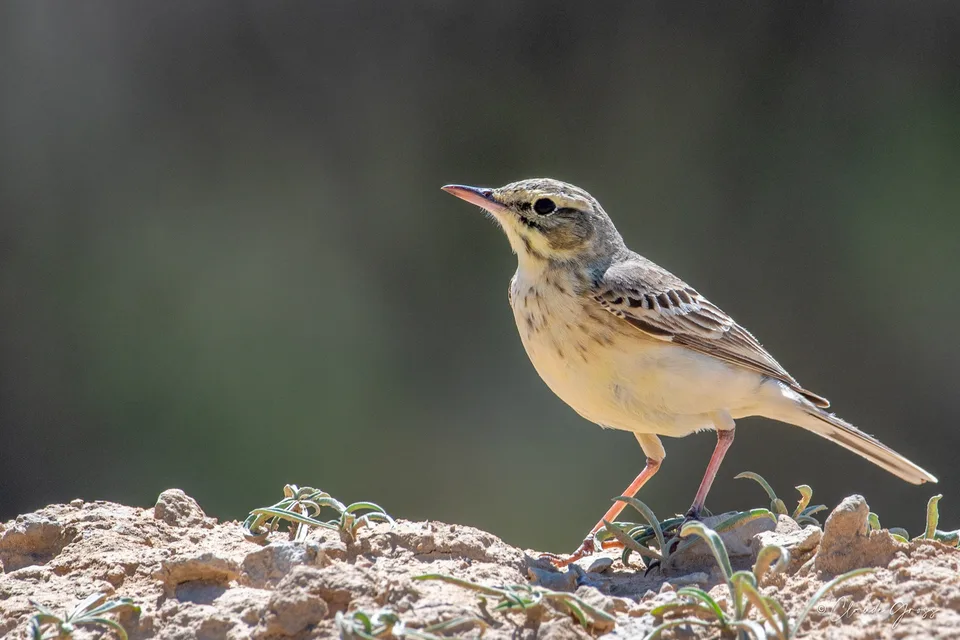 Pipit rousseline