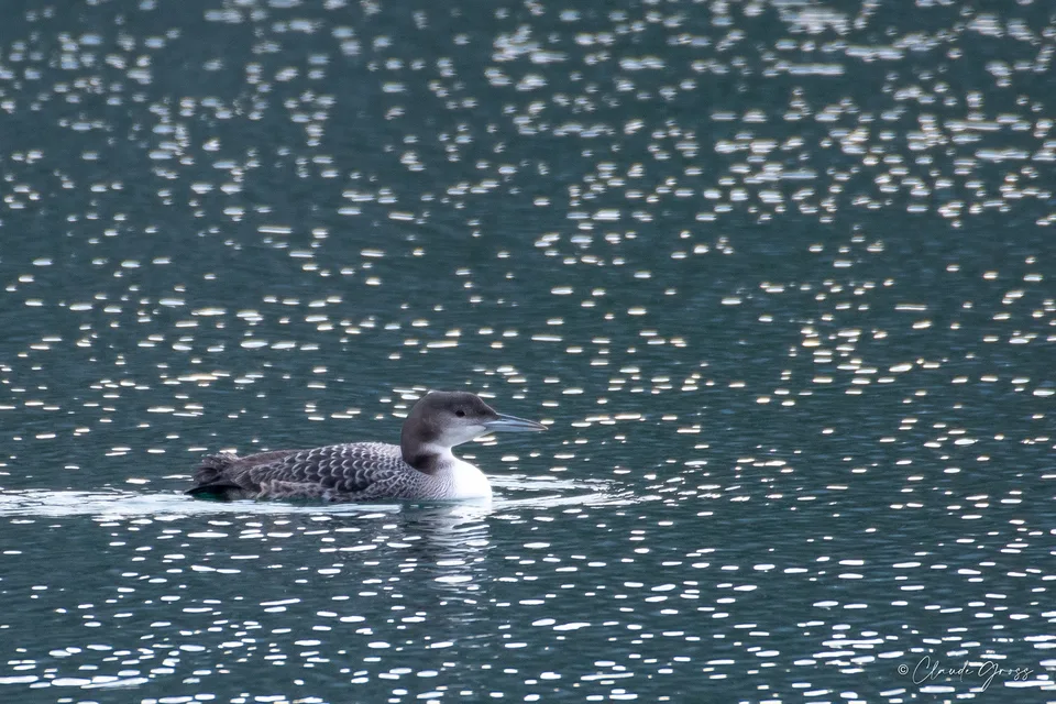 Plongeon imbrin