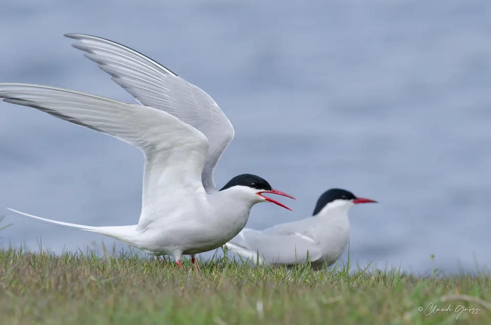 Sterne arctique