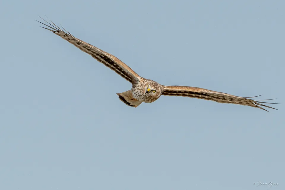 Busard Saint-Martin