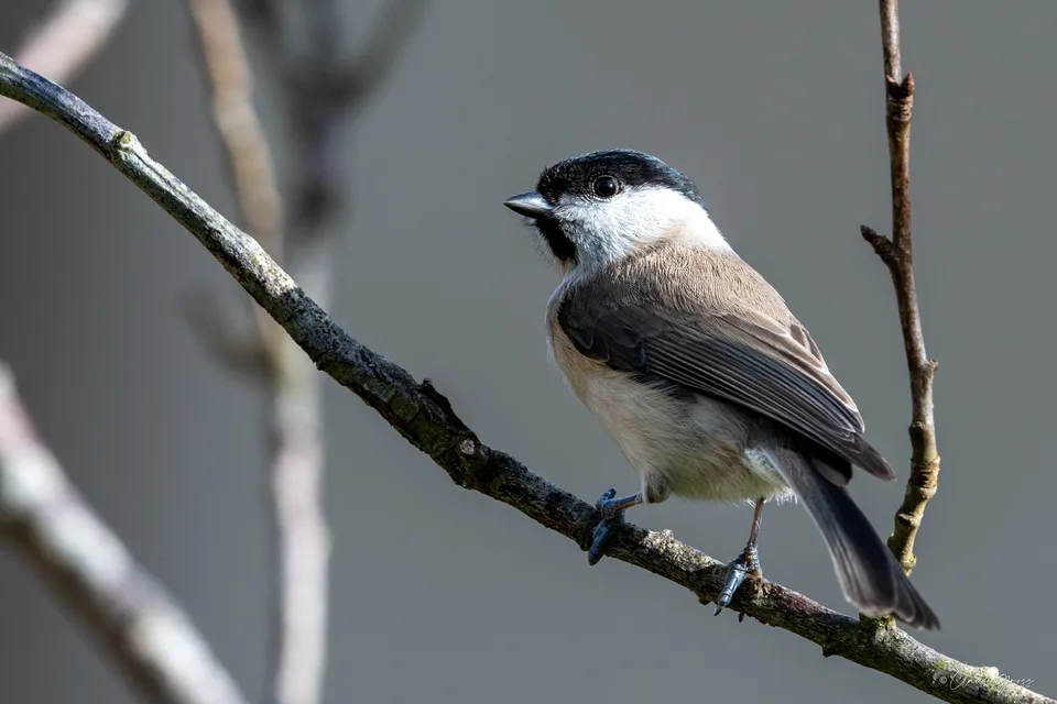 Mésange nonnette