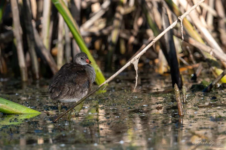 Gallinule poule-d'eau