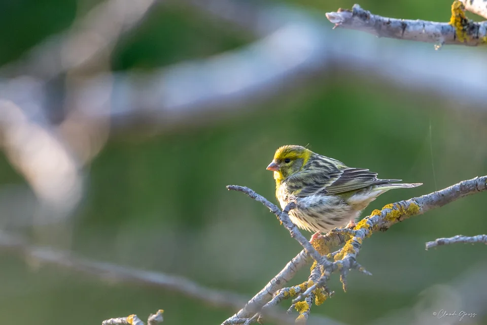 Serin cini