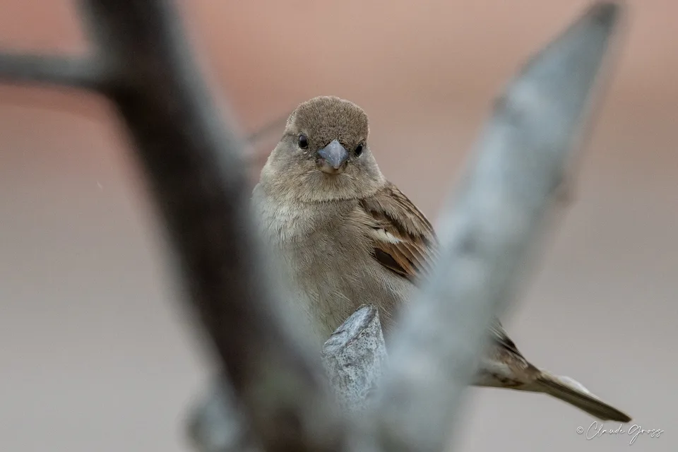 Moineau domestique