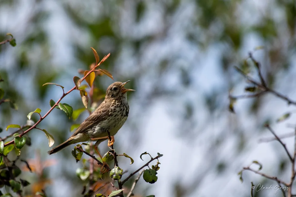 Pipit farlouse