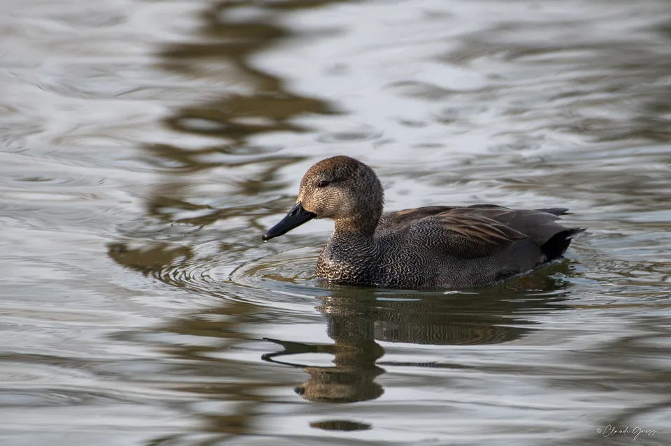 Canard chipeau