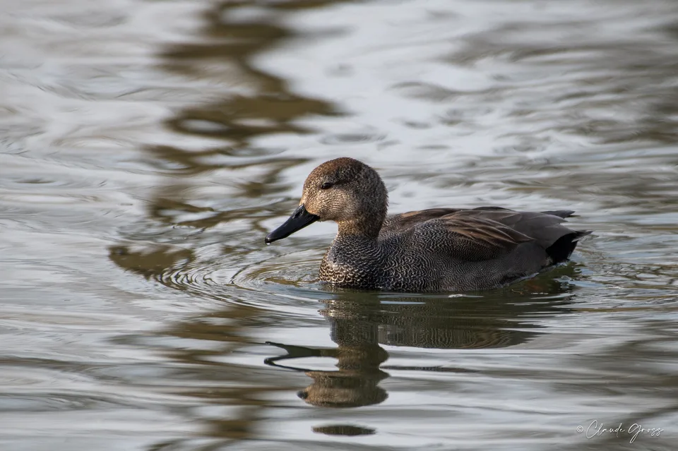 Canard chipeau