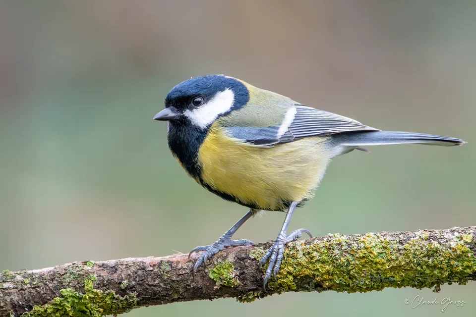 Mésange charbonnière