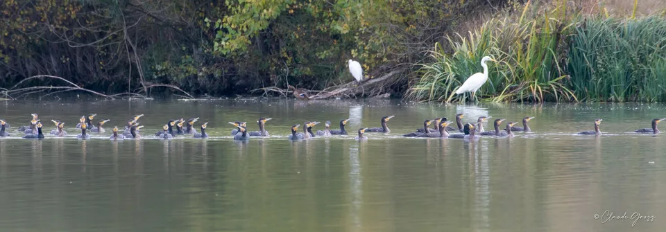 Grand Cormoran