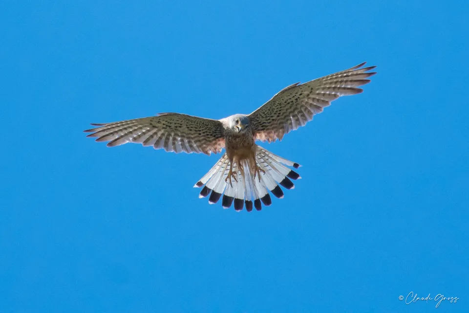 Faucon crécerelle