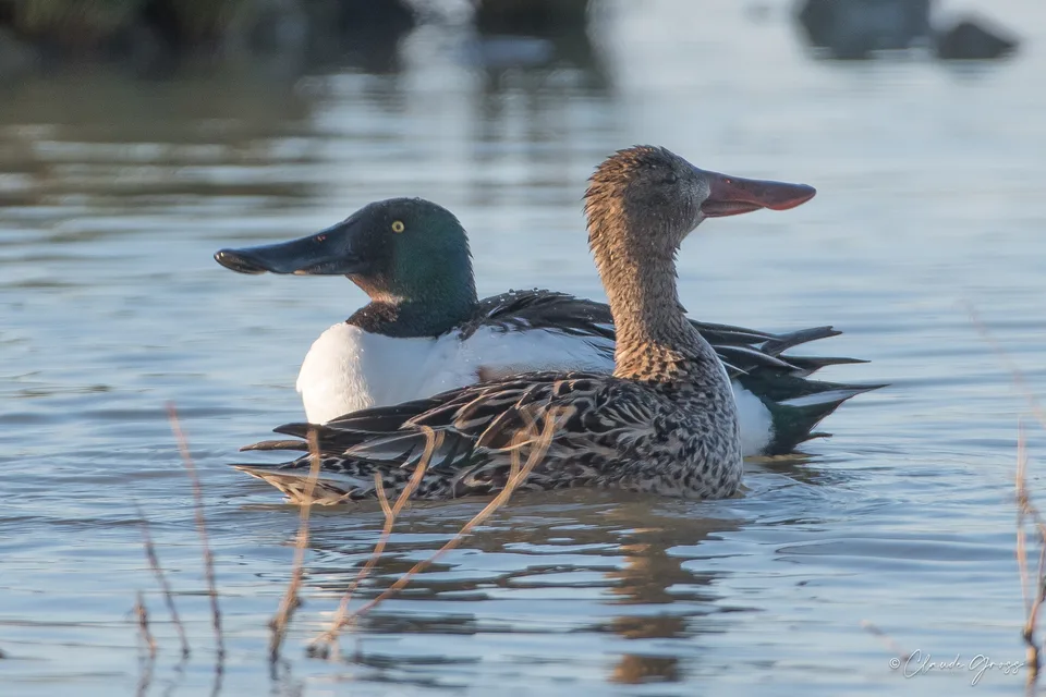 Canard souchet