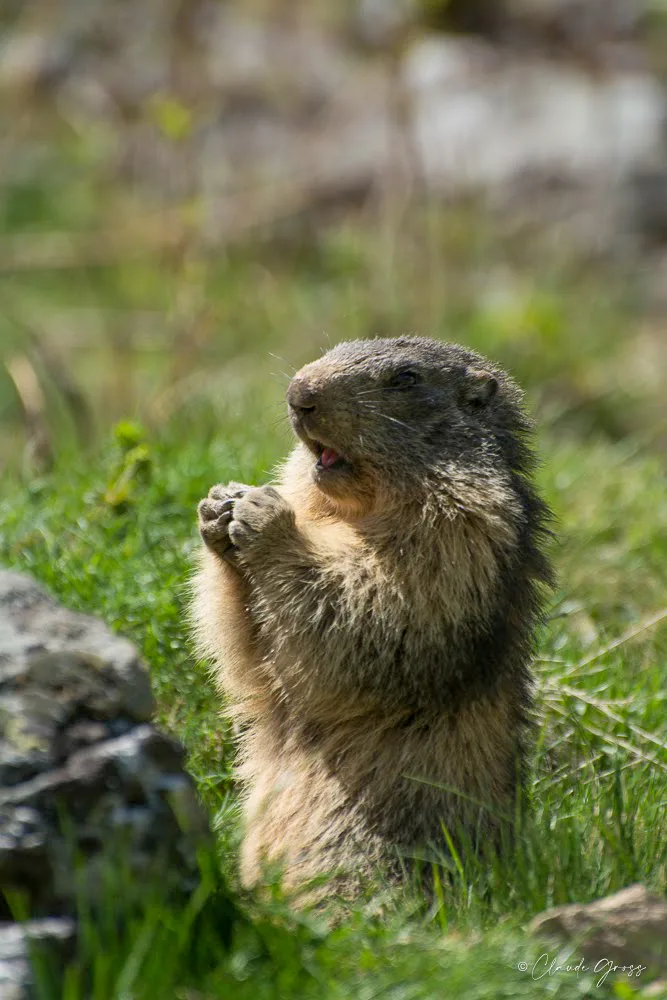 Marmotte