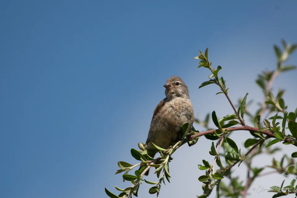 Linotte mélodieuse