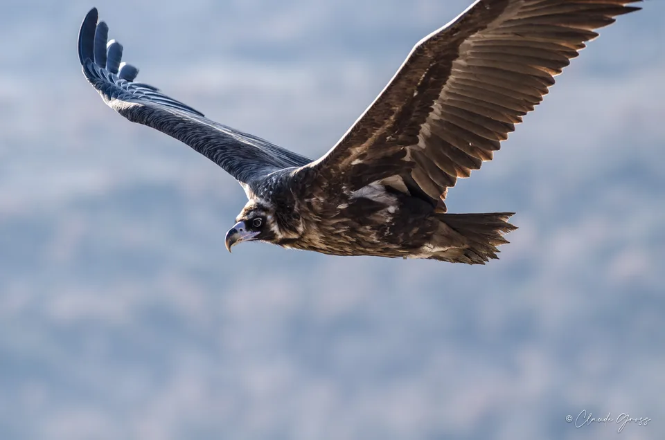 Vautour moine