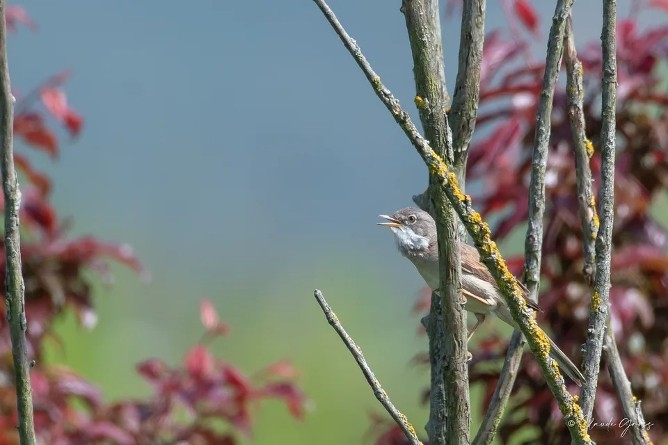 Fauvette grisette