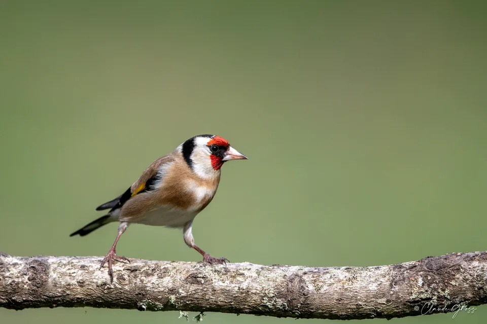 Chardonneret élégant