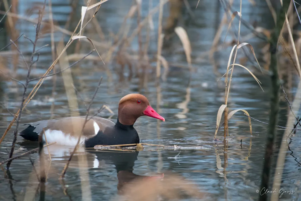 Nette rousse