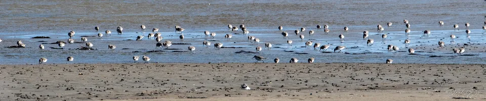 Bécasseau variable