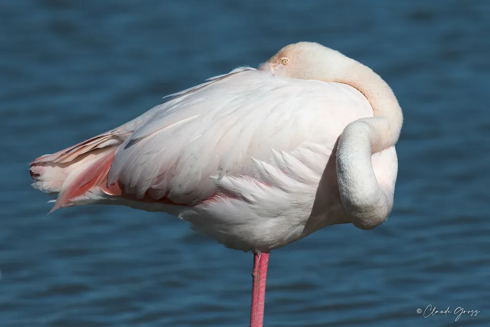 Flamant rose