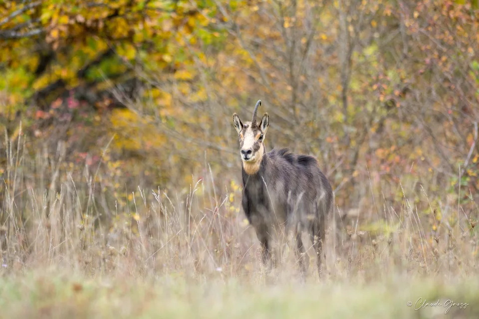 Chamois
